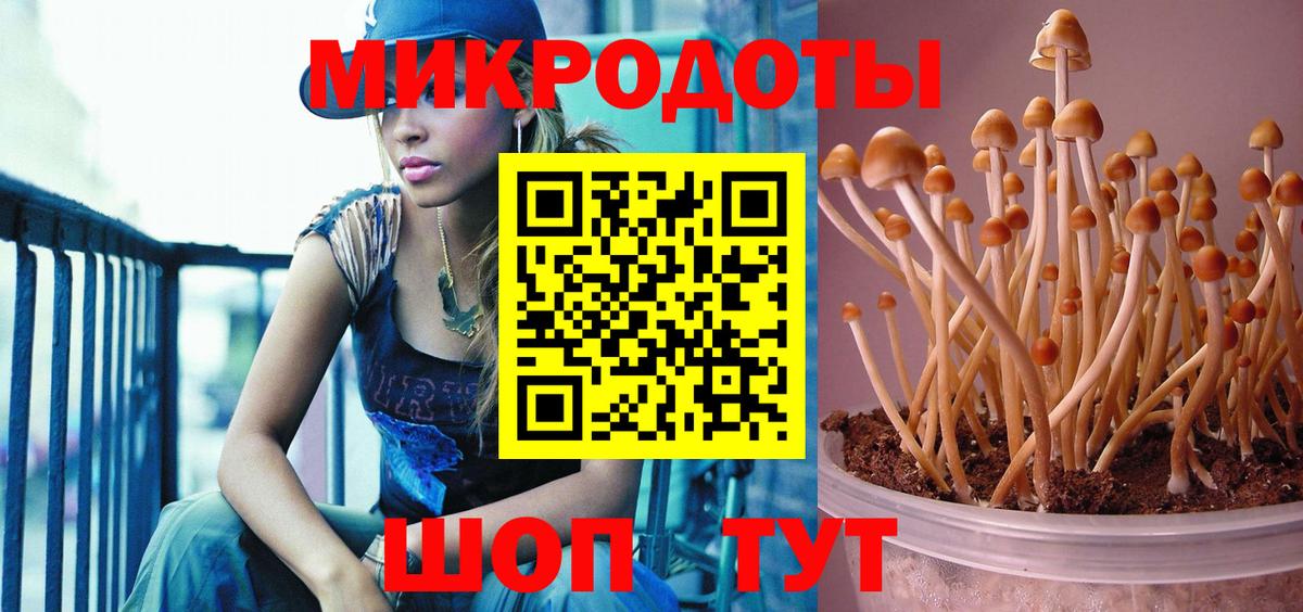 Псилоцибиновые грибы Psilocybe Нижнеудинск